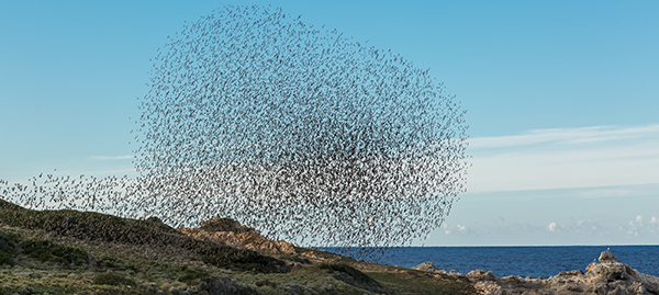 Birds murmuring.