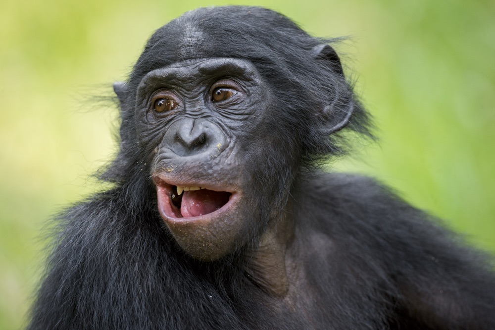 Ung bonobo.