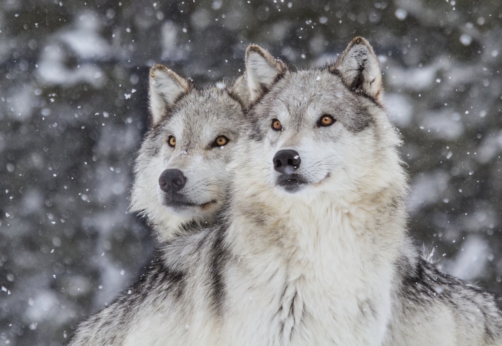 To ulver i snø.